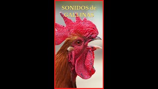 SONIDOS de GALLINAS (Versión Shorts) 🐔🎶🔊