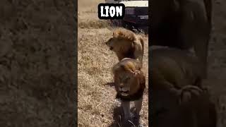 Lion #shorts #viral #trending