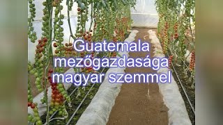 Guatemala mezőgazdasága magyar szemmel /2008/