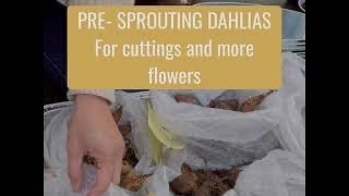 PRE-SPROUTING DAHLIA TUBERS | Winter Garden | Dollar Tree Containers | Flower Garden