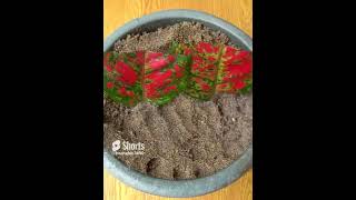 How to grow and care aglaonema red plant simple and effective