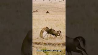 🐃Battle For Survival Of Wildebeest Against Leopard🐆#youtube #wildebeest #leopard #shorts #ytshorts