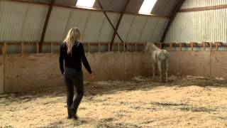 Training small problem pony: When Horses Choose by Mia Lykke Nielsen