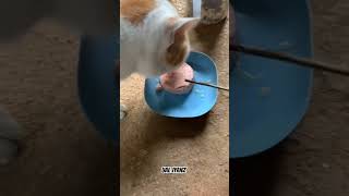 Stray cat Want to eat 🤤 Ep. 21 #motivation #cat #funny