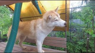 Груминг хаски Вегаса ( уход за шерстью, экспресс - линька ) / Grooming husky (express molt )