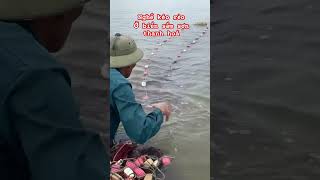 Nghề kéo rẻo(lưới vây) 1 mình ở biển sầm sơn thanh hoá #khampha #mientay #fishing #shortvideo #beach