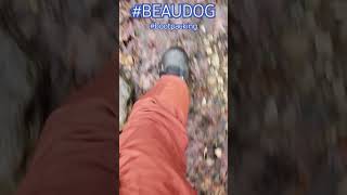 #wawa #Beaudog #earnyourturns #backcountry #waitforit #bootpacking #balancerocktrail #regulate