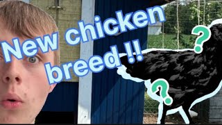 I got some new chickens !