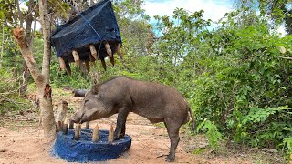 Build Wild boar Trap Using Big Wood #wildanimal #shortvideo