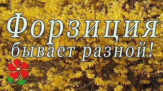 Форзиция - универсальный куст! 5 разновидностей для сада!