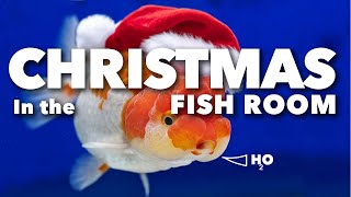 Sleigh Bells & Scales: A Fishy Christmas Celebration