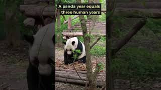 Unbelievable! 3 Facts About Giant Pandas That Will Shock You! #shorts #panda