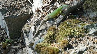 JEŠTĚRKA ZELENÁ (Lacerta viridis)