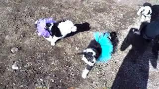 Sheepadoodle Tea Party - 6 Week Old Sheepadoodles