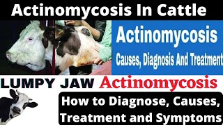 Actinomycosis In Cattle | Actinomycosis In Cattle Treatment | Lumpy Jaw Disease In Cattle.