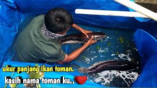 sudah satu bulan!! cek kondisi sepasang toman dan kuras kolam nya