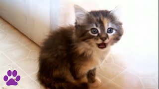 32 Adorable and Funny Kittens and Cats