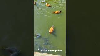 Птицы и много рыбов