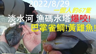 【淡水河釣況】淡水河 漁人碼頭水塔釣況(Fisherman's Wharf Water Tower of Danshui River )2022/8/29 #釣魚 #磯釣@hsueh_fishing​