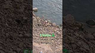 5 #snakes🐍 #attack #bengaluru #lake #fishing #wildlife #trending #viral #shorts #fish #water #life