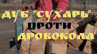 Дуб "Сухарь" сучкуватий проти дровокола.