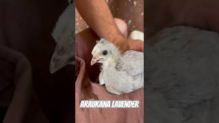 Araukana Lavender 🐥 #chicken #hen #homestead #greenegg #village #farmer #villagelife