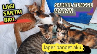 KUCING PELIHARAAN MAKAN BARENG,,