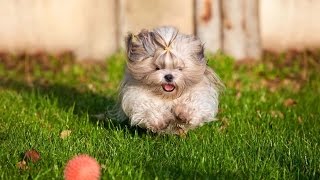 Shihtzu Dog Trying to Get a Toy