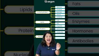 Biomolecules( ബയോമോളിക്യുളുകൾ )| CLASS 9 BIOLOGY| AEGON LEARNING #class9biology #onamexam2024