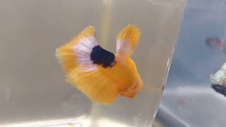 betta yellow hellboy cod 179