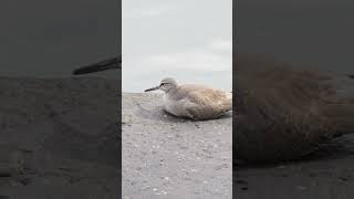 【#birdslife 】Adorable grey-tailed tattler about to fall asleep.