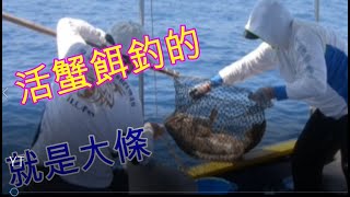 【香港釣魚】《活蟹餌釣的就是大條》