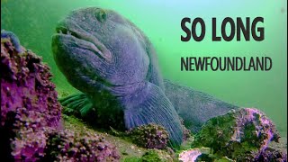 So Long Newfoundland, SCUBA Diving Harbour Main 2021