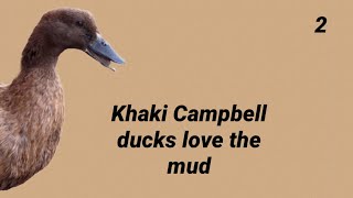 Khaki Campbell ducks loving the mud