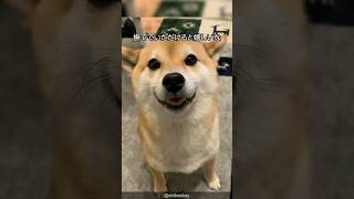 柴犬の可愛すぎる解説 #shorts #shibainu