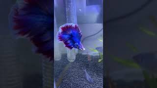 My Betta fish || Betta fish tank || Betta fish tank setup ||