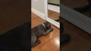 FLASHBACK Cane Corso puppy meets his reflection