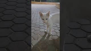 Our white cat #viral #youtubeshorts