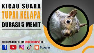 SUARA TUPAI KELAPA BETINA PEMANGGIL PEJANTAN