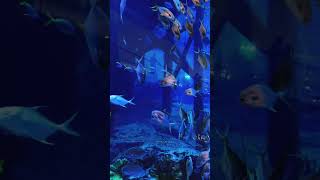 Aquarium ####