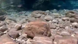 The underwater world I # Lumea subacvatica I (Full HD 1080p)