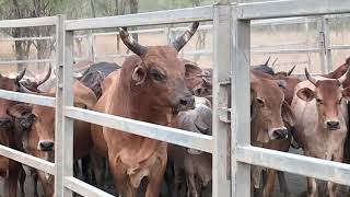 WEIR CONTRACT MUSTERING Running Yards, 2020