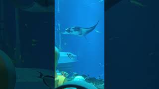 inside SeaWorld Abu Dhabi