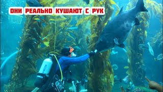 A scuba diver feeds fish in a large aquarium. Дайвер кормит рыбу #fishvideo #fish