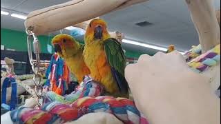 Petting A Sun Conure (Yesterday)