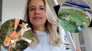 ZWEMBAD MAKE-OVER & WE HEBBEN EEN HOND GEVONDEN! - Weekvlog #213