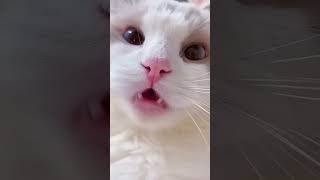 Cat Meowing 😺😺       Cute Cat Voice Short  Video #shorts #cat #catlover