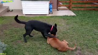 Labrador vs boxer, ¿cuál es el más poderoso?