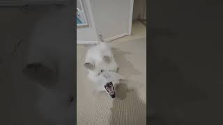 dog trying to take the head cone off. poor dog. funniest dog ever. naughty dog #dog #puppy #funny