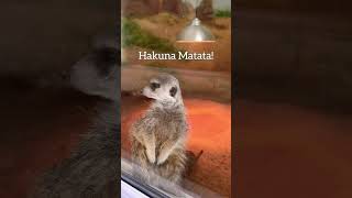 Hakuna Matata! Meerkat Timon 🦫 ミーアキャット Suricata 🐿️  सुरिकत #shorts #animals #meerkat #suricata